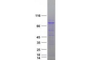 Validation with Western Blot (ZYG11B Protein (Myc-DYKDDDDK Tag))