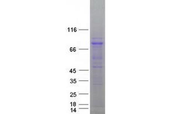 ZYG11B Protein (Myc-DYKDDDDK Tag)