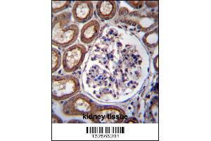 PLS1 Antibody immunohistochemistry analysis in formalin fixed and paraffin embedded human kidney tissue followed by peroxidase conjugation of the secondary antibody and DAB staining. (PLS1 antibody  (C-Term))