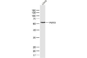 LoVo lysates probed with PUF60 Polyclonal Antibody, Unconjugated  at 1:300 dilution and 4˚C overnight incubation. (PUF60 antibody  (AA 1-100))