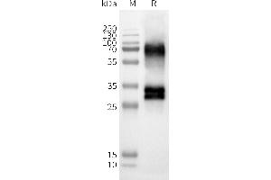 WB analysis of Human OR52D1-Nanodisc with anti-Flag monoclonal antibody at 1/5000 dilution, followed by Goat Anti-Rabbit IgG HRP at 1/5000 dilution