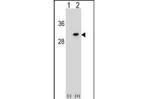 Western blot analysis of POLR2D (arrow) using rabbit polyclonal POLR2D Antibody (Center) (ABIN1538451 and ABIN2848853). (POLR2D antibody  (AA 51-79))