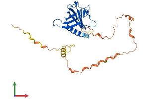 AlphaFold protein structure predicition of Human Recombinant WBP2 Protein, UniprotID Q969T9