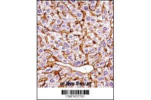 Mouse Eif2ak4 Antibody immunohistochemistry analysis in formalin fixed and paraffin embedded mouse live tissue followed by peroxidase conjugation of the secondary antibody and DAB staining. (GCN2 antibody  (C-Term))