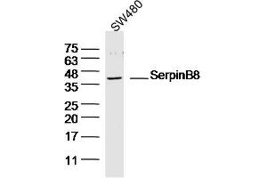 SW480 lysates probed with SerpinB8 Polyclonal Antibody, Unconjugated  at 1:300 dilution and 4˚C overnight incubation.