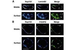 Confocal microscope analysis of Nup153, lamin B3 and F/GXFG nucleoporin distribution in sperm pronuclei. (NUP153 antibody  (AA 1456-1475))