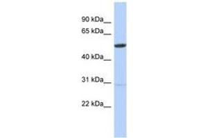 ZNF529 antibody  (AA 104-153)