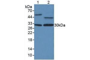 Figure. (PCNA antibody  (AA 6-261))