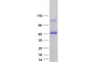 Validation with Western Blot (C-Type Lectin Domain Family 4, Member M (CLEC4M) (Transcript Variant 2) protein (Myc-DYKDDDDK Tag))