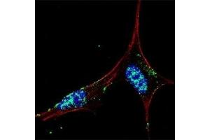 Fluorescent confocal image of SY5Y cells stained with NANOG antibody at 1:50. (Nanog antibody  (AA 15-49))