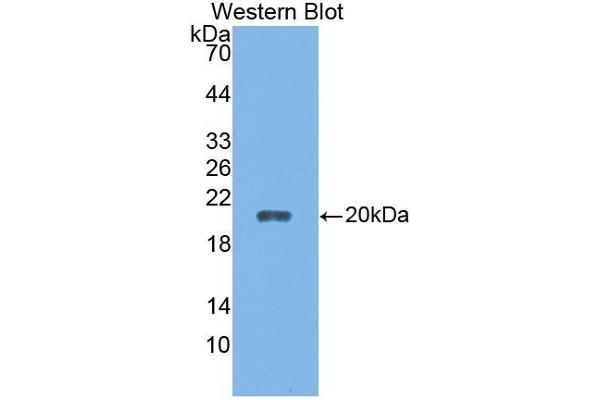 CALY antibody  (AA 110-226)