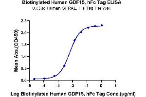 ELISA image for Growth Differentiation Factor 15 (GDF15) (AA 197-308) protein (Fc Tag,Biotin) (ABIN7274726)