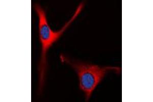 Immunofluorescent analysis of OAT staining in Raw264. (OAT antibody  (Center))