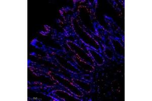 Immunofluorescence analysis of paraffin embedded rat colon using C23 (ABIN7074906) at dilution of 1: 500 (Nucleolin antibody)