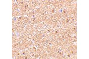 Immunohistochemistry of RTN4 in mouse brain tissue with RTN4 polyclonal antibody  at 2. (Reticulon 4 antibody  (N-Term))