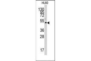 Western blot analysis of anti-PDK4 Antibody (Center) in HL60 cell line lysates (35ug/lane).