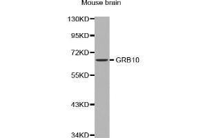 Western Blotting (WB) image for anti-Growth Factor Receptor-Bound Protein 10 (GRB10) (AA 1-100) antibody (ABIN6213912) (GRB10 antibody  (AA 1-100))