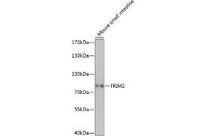Western blot analysis of extracts of Mouse small intestine using TRIM2 Polyclonal Antibody at dilution of 1:1000. (TRIM2 antibody)