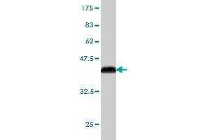 Western Blot detection against Immunogen (36. (PCDHB3 antibody  (AA 284-381))