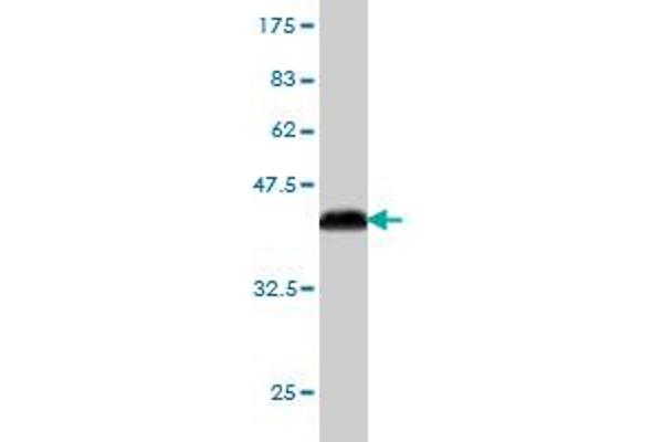 PCDHB3 antibody  (AA 284-381)