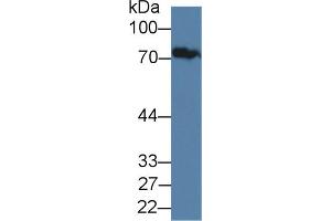 Western Blot; Sample: Human Serum; Primary Ab: 1µg/ml Rabbit Anti-Human JPH1 Antibody Second Ab: 0.