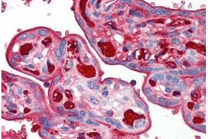 Human Placenta (formalin-fixed, paraffin-embedded) stained with TNFRSF12A antibody ABIN214532 at 2. (TNFRSF12A antibody)