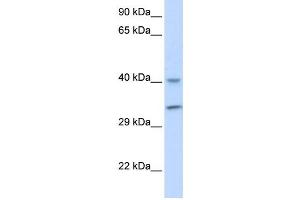 Western Blotting (WB) image for anti-AlkB, Alkylation Repair Homolog 3 (ALKBH3) antibody (ABIN2459903) (ALKBH3 antibody)