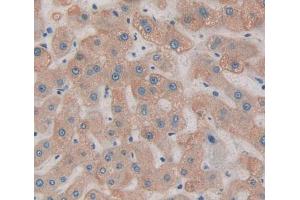 Figure. (THRSP antibody  (AA 1-146))