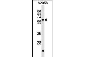 PDK3 Antibody (M1) (ABIN391038 and ABIN2841204) western blot analysis in  cell line lysates (35 μg/lane). (PDK3 antibody  (N-Term))