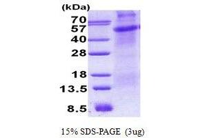 Image no. 1 for Tumor Necrosis Factor Receptor Superfamily, Member 8 (TNFRSF8) protein (His tag) (ABIN1098550)