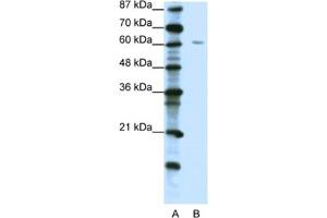 Western Blotting (WB) image for anti-Zinc Finger Protein 268A (ZNF286A) antibody (ABIN2461903) (ZNF286A antibody)