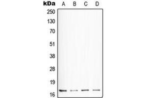 Western blot analysis of Somatostatin expression in HepG2 (A), NIH3T3 (B), mouse lung (C), H4 (D) whole cell lysates. (Somatostatin antibody  (N-Term))