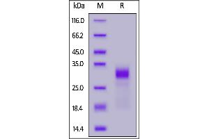 Biotinylated Human IL-33, His,Avitag on  under reducing (R) condition. (IL-33 Protein (AA 109-270) (His tag,AVI tag,Biotin))
