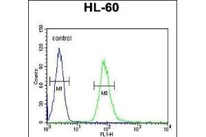 IL2RG Antibody (N-term) (ABIN653403 and ABIN2842858) flow cytometric analysis of HL-60 cells (right histogram) compared to a negative control cell (left histogram).