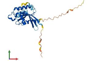 AlphaFold protein structure predicition of Mouse Recombinant Rab17 Protein, UniprotID P35292