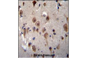 LRRC28 Antibody (C-term) (ABIN656459 and ABIN2845743) immunohistochemistry analysis in formalin fixed and paraffin embedded human brain tissue followed by peroxidase conjugation of the secondary antibody and DAB staining. (LRRC28 antibody  (C-Term))