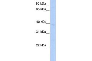 WB Suggested Anti-LASS4 Antibody Titration:  0. (LASS4 antibody  (C-Term))