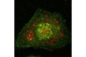Confocal immunofluorescence analysis of Hela cells using Calnexin mouse mAb (green). (Calnexin antibody)