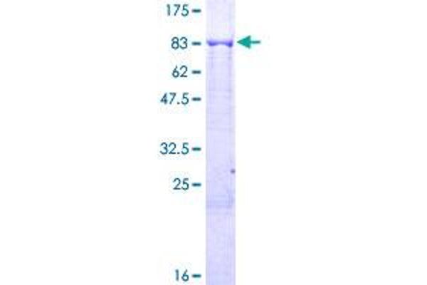 KLHL6 Protein (AA 1-610) (GST tag)