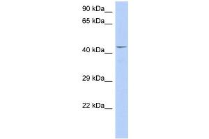 WB Suggested Anti-TAF7 Antibody Titration:  0. (TAF7 antibody  (Middle Region))