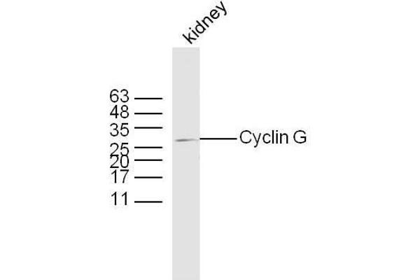 Cyclin G1 antibody  (AA 181-295)