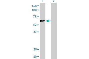 Western Blotting (WB) image for anti-Hematopoietic Cell-Specific Lyn Substrate 1 (HCLS1) (AA 266-355) antibody (ABIN516371)