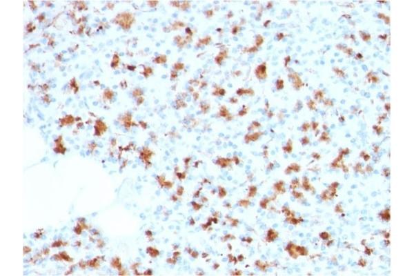 BARX1 antibody  (AA 155-254)