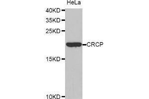 Western Blotting (WB) image for anti-CGRP Receptor Component (CRCP) (AA 1-115) antibody (ABIN1679351)