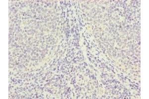 Immunohistochemistry of paraffin-embedded human tonsil tissue using ABIN7142705 at dilution of 1:100 (PGLS antibody  (AA 1-258))