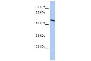C9ORF68 antibody used at 1 ug/ml to detect target protein. (C9orf68 antibody  (Middle Region))