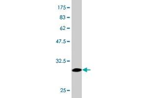 Western Blot detection against Immunogen (28. (alpha 1 Adrenergic Receptor antibody  (AA 1-27))