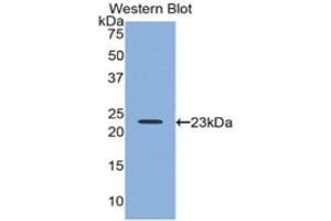 Western Blotting (WB) image for anti-Relaxin 2 (RLN2) (AA 1-185) antibody (ABIN1860450) (Relaxin 2 antibody  (AA 1-185))