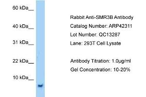 Host:  Rabbit  Target Name:  SMR3B  Sample Tissue:  Human 293T Whole Cell  Antibody Dilution:  1ug/ml (SMR3B antibody  (Middle Region))