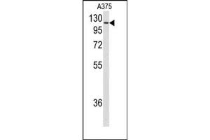 Image no. 1 for anti-Heat Shock 105kDa/110kDa Protein 1 (HSPH1) (C-Term) antibody (ABIN358041)